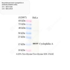 Recombinant...