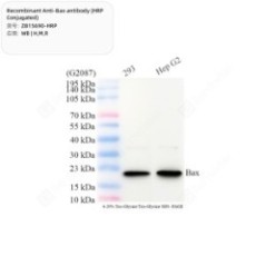 Recombinant Anti-Bax...