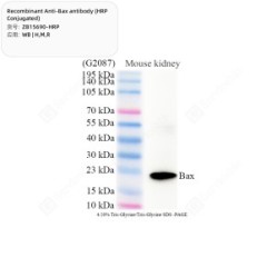 Recombinant Anti-Bax antibody (HRP Conjugated)