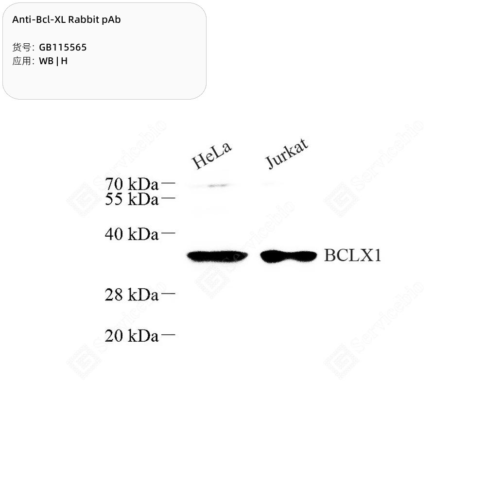 Anti-Bcl-XL Rabbit pAb