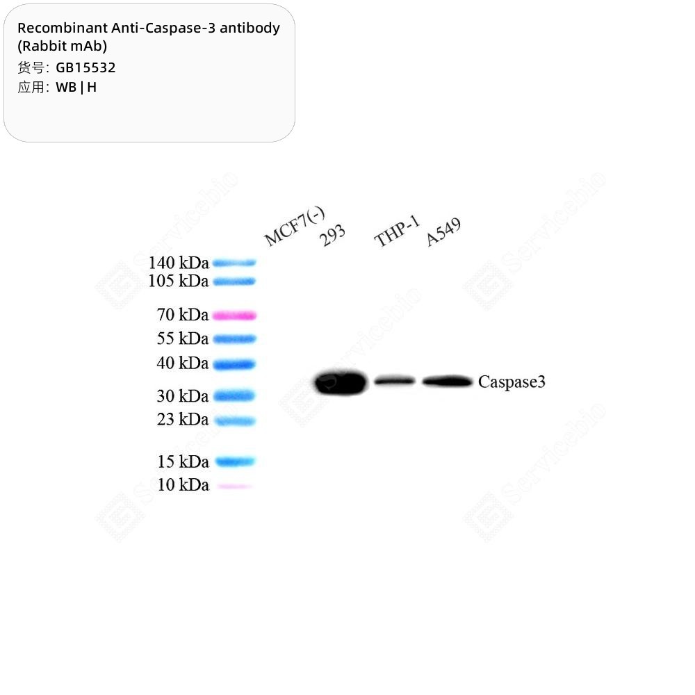 Recombinant Anti-Caspase-3 antibody (Rabbit mAb)