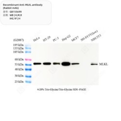 Recombinant Anti-MLKL antibody (Rabbit mAb)