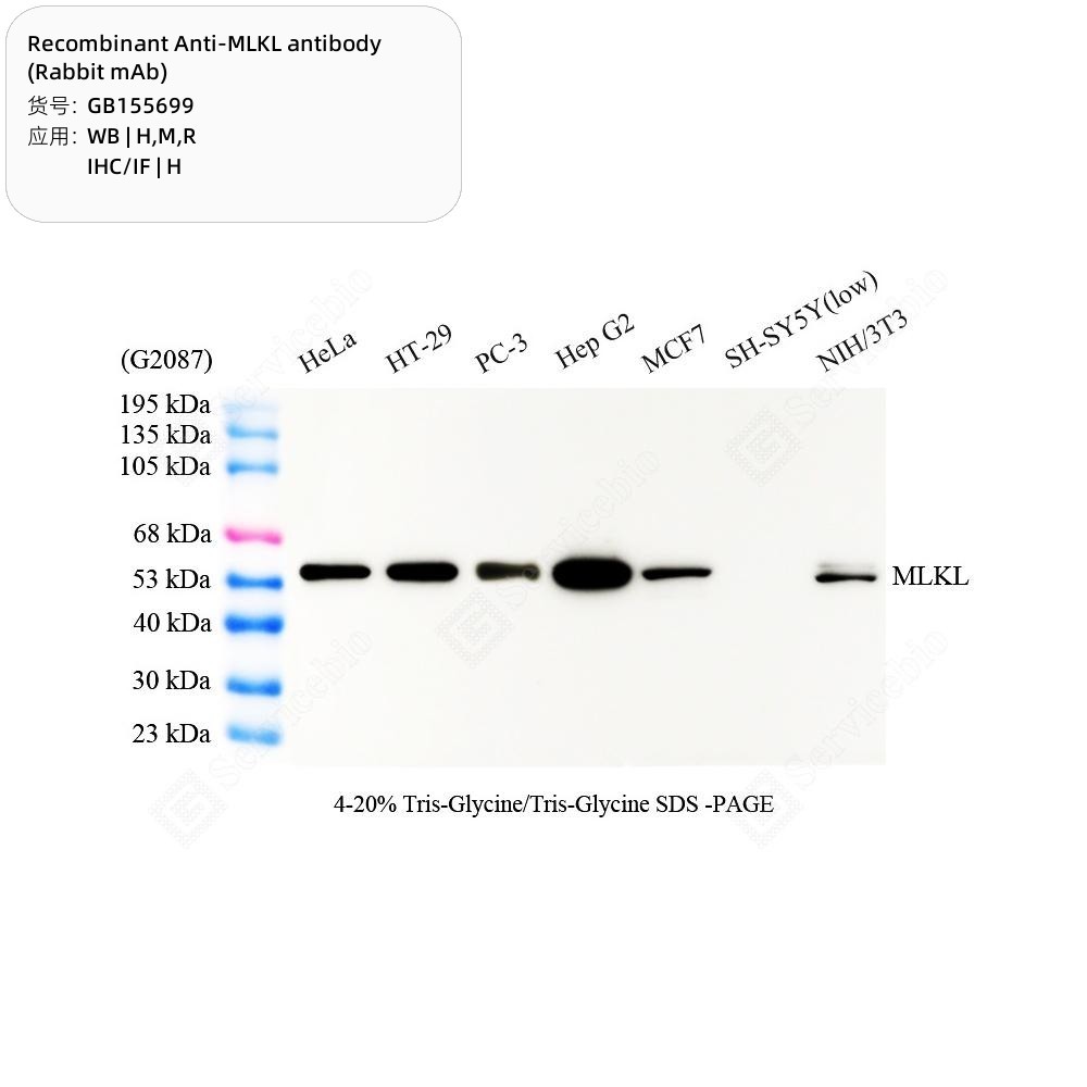 Recombinant Anti-MLKL antibody (Rabbit mAb)