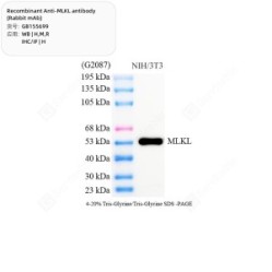 Recombinant Anti-MLKL antibody (Rabbit mAb)