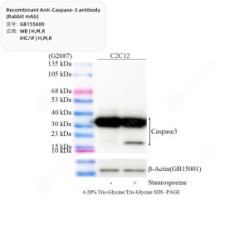 Recombinant Anti-Caspase-3 antibody (Rabbit mAb)