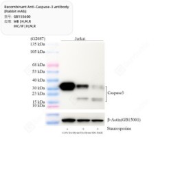 Recombinant Anti-Caspase-3 antibody (Rabbit mAb)