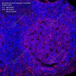 Recombinant Anti-Caspase-3 antibody (Rabbit mAb)