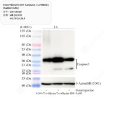 Recombinant Anti-Caspase-3 antibody (Rabbit mAb)