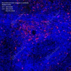 Recombinant Anti-Caspase-3 antibody (Rabbit mAb)