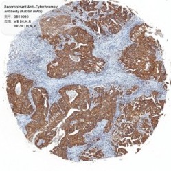 Recombinant Anti-Cytochrome c antibody (Rabbit mAb)