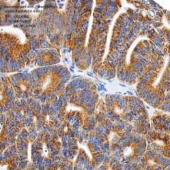 Recombinant Anti-Cytochrome c antibody (Rabbit mAb)
