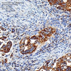 Recombinant Anti-Cytochrome c antibody (Rabbit mAb)