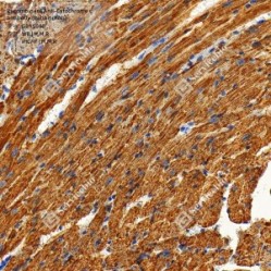 Recombinant Anti-Cytochrome c antibody (Rabbit mAb)