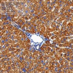 Recombinant Anti-Cytochrome c antibody (Rabbit mAb)