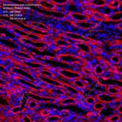 Recombinant Anti-Cytochrome c antibody (Rabbit mAb)