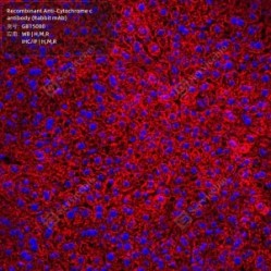 Recombinant Anti-Cytochrome c antibody (Rabbit mAb)