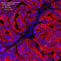Recombinant Anti-Cytochrome c antibody (Rabbit mAb)