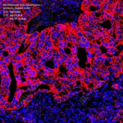 Recombinant Anti-Cytochrome c antibody (Rabbit mAb)