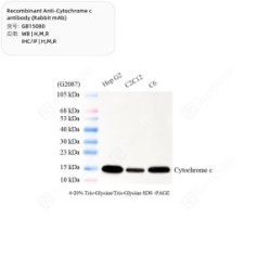 Recombinant Anti-Cytochrome c antibody (Rabbit mAb)