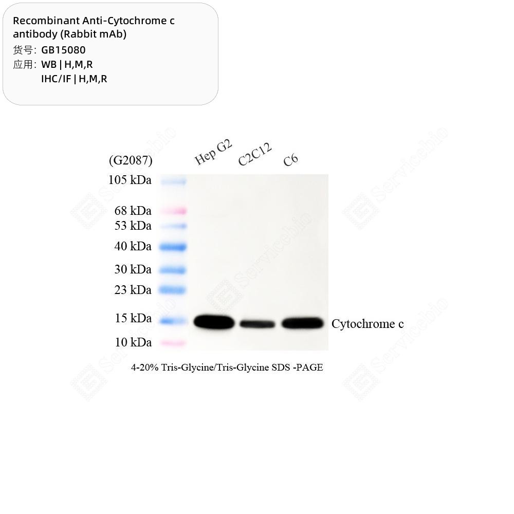 Recombinant Anti-Cytochrome c antibody (Rabbit mAb)