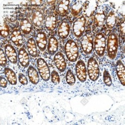 Recombinant Anti-Cytochrome c antibody (Rabbit mAb)