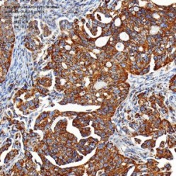 Recombinant Anti-Cytochrome c antibody (Rabbit mAb)