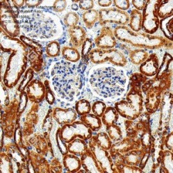 Recombinant Anti-Cytochrome c antibody (Rabbit mAb)
