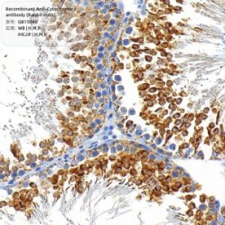 Recombinant Anti-Cytochrome c antibody (Rabbit mAb)