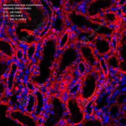 Recombinant Anti-Cytochrome c antibody (Rabbit mAb)