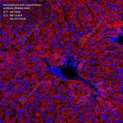 Recombinant Anti-Cytochrome c antibody (Rabbit mAb)