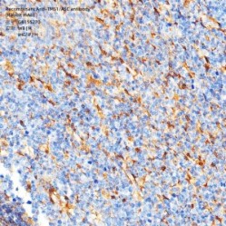 Recombinant Anti-TMS1/ASC antibody (Rabbit mAb)