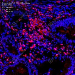 Recombinant Anti-TMS1/ASC antibody (Rabbit mAb)