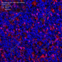 Recombinant Anti-TMS1/ASC antibody (Rabbit mAb)