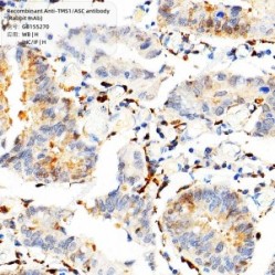 Recombinant Anti-TMS1/ASC antibody (Rabbit mAb)