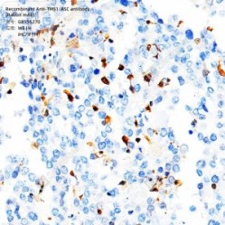 Recombinant Anti-TMS1/ASC antibody (Rabbit mAb)