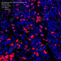 Recombinant Anti-TMS1/ASC antibody (Rabbit mAb)