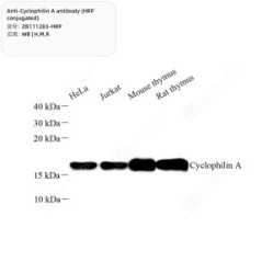 Anti-Cyclophilin A antibody (HRP conjugated)