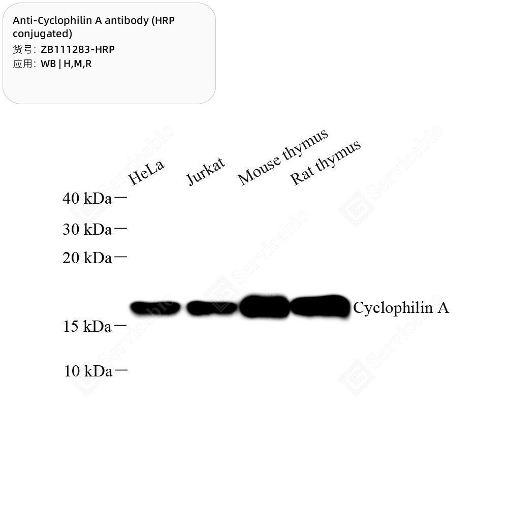 Anti-Cyclophilin A antibody (HRP conjugated)