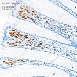 Anti-NLRP3 Mouse mAb