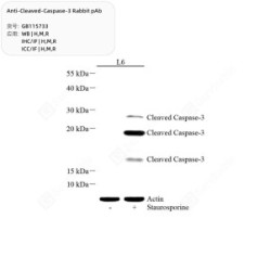 Anti-Cleaved-Caspase-3 Rabbit pAb