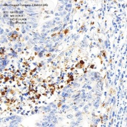Anti-Cleaved-Caspase-3 Rabbit pAb