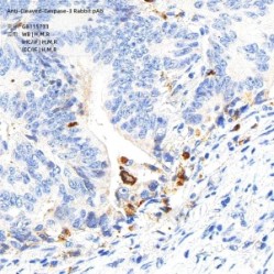 Anti-Cleaved-Caspase-3 Rabbit pAb