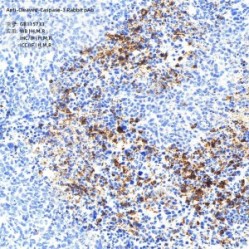 Anti-Cleaved-Caspase-3 Rabbit pAb