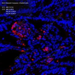 Anti-Cleaved-Caspase-3 Rabbit pAb