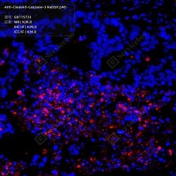 Anti-Cleaved-Caspase-3 Rabbit pAb