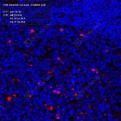 Anti-Cleaved-Caspase-3 Rabbit pAb