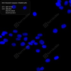 Anti-Cleaved-Caspase-3 Rabbit pAb