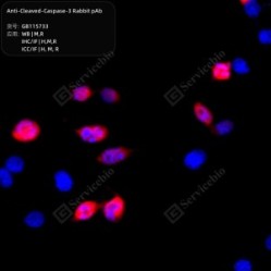 Anti-Cleaved-Caspase-3 Rabbit pAb