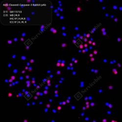 Anti-Cleaved-Caspase-3 Rabbit pAb