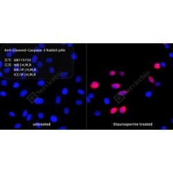 Anti-Cleaved-Caspase-3 Rabbit pAb